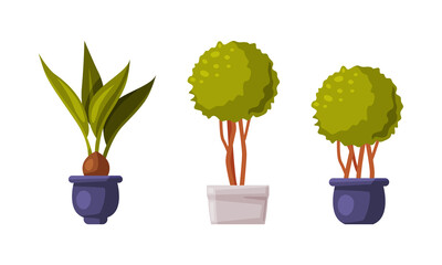 Green houseplants in pots set vector illustration on white background