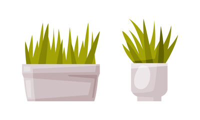 Set of houseplants in white pots for office, room or balcony decoration vector illustration