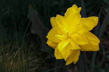 Beautiful flower of yellow daffodil growing in the garden.