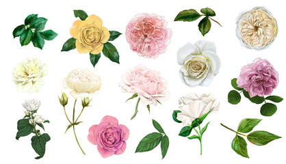 Set of gentle english roses, hand drawn vector