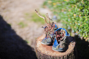 Sunlight shining on worn out blue shoes used as a plant container for blooming flowers on top of a tree stump. 