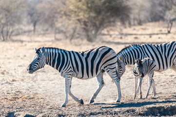 Fototapeta na wymiar One Burchell's Plains zebra -Equus quagga burchelli- walking on the plains of Etosha National Park, Namibia.