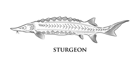 sturgeon Fish, vector hand drawing on a white background