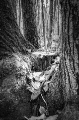 Particolare di alberi nel sottobosco ricoperto di neve in BN