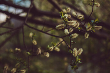Pussy willow branches blossomed in early spring. Willow twigs with catkins on spring gentle background. Spring easter pussy willow branches and sunlight.