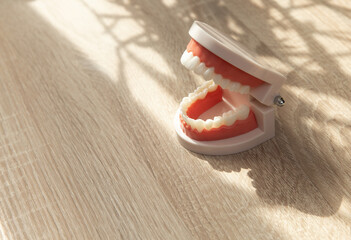 Human jaw model on wooden table.