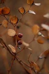 Red Berries On A Branch