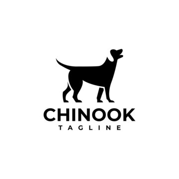 illustration vector graphic template of chinook silhouette logo