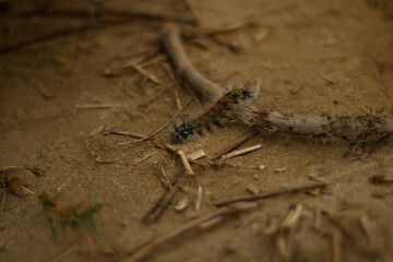 Macro Of A Insectipide