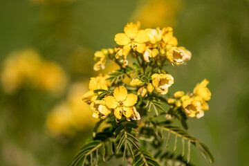 Flowers of Scrambled Egg Tree or Senna surattensis. 