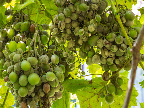 Clusters and leaves of white grapes, affected by powdery mildew or oidium, with berries and branches covered with a white powdery coating. Diseases of grapes by fungal diseases. Mildew and oidium