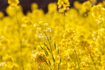 春の陽光を浴びる黄色の菜の花