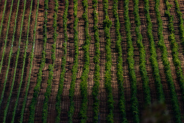 Vineyard in Balaton Highland, Hungary. Vine farm aerial view.
