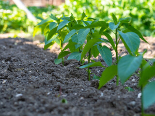 A row of green vegetable pepper bushes. Young pepper seedlings growing in the open ground on an eco-farm, small depth of field.  Growing organic vegetables