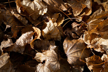 落ち葉ブラウン