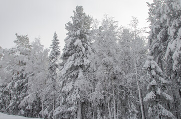 Tall trees in snow caps and in fog. Siberian forest in winter.