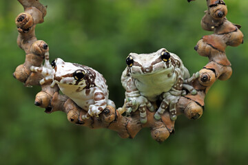 A pair of Amazon Milk Frog (Trachycephalus resinifictrix) on bokeh background. 