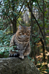 Striped young cat sleeps park. Vertical portrait. Blurred background of green foliage. The concept of happiness, enjoyment, carefree life. Fat funny kitten with closed eyes. Posing for a photographer