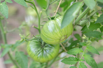 Tomatoes ripen in a greenhouse in green foliage. Household farming, agricultural culture, ecological natural products, ecological farming concept