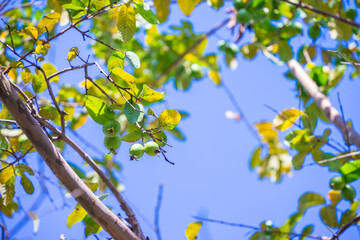 guava fruit on the tree in garden.