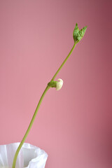 sprout of a small green bean plant on a pink background