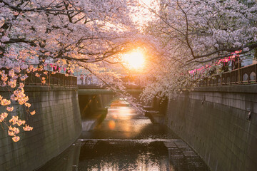 Cherry blossoms backlit by sunlight along Meguro River in...