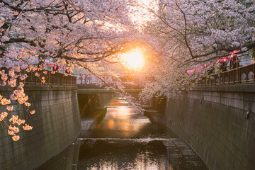 Cherry blossoms backlit by sunlight along Meguro River in Tokyo　夕日に照らされた東京・目黒川沿いの桜 © wooooooojpn