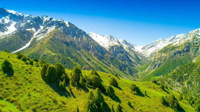 Beautiful nature of the rocky mountains of Switzerland. Snowy peaks, green landscape of nature. Coniferous trees among the rocks on a blue background.