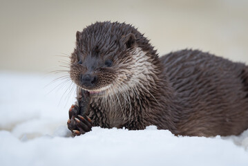 A close-up of an otter in the snow holding in its paws and eating a caught fish.