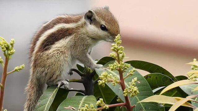 An Indian palm squirrel eating and wandering on a mango tree. Palm squirrel or three-striped palm squirrel (Funambulus palmarum) is a species of rodent in the family Sciuridae found naturally in India
