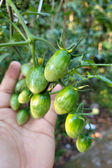 Farmer hand holding fresh bunch of unripe natural tomatoes on a branch at the farm. Soft focus image.
