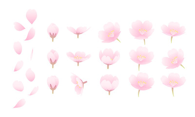 Fototapeta na wymiar シンプルで美しい桜と花びらとつぼみのベクターイラスト