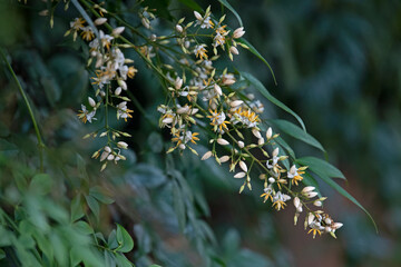 Fototapeta premium small flower - Nandina domestica - sacred bamboo