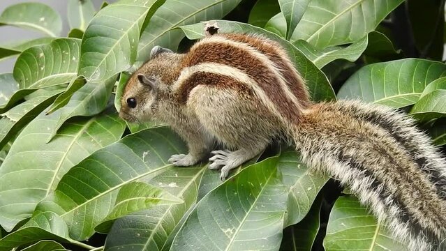 An Indian palm squirrel eating and wandering on a mango tree. Palm squirrel or three-striped palm squirrel (Funambulus palmarum) is a species of rodent in the family Sciuridae found naturally in India