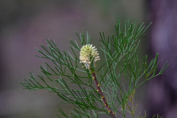 white and green flower - Conesticks Petrophile pulchella -A ustralian Native