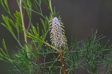 white flower - Conesticks Petrophile pulchella -Australian Native