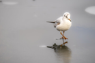 Möwe auf Eis