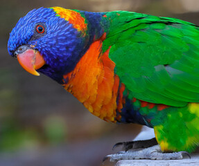 Birds of prey with beautiful colours