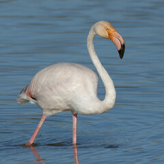 Greater Flamingo (Phoenicopterus roseus)