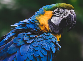 Birds of prey with beautiful colours