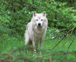 A lone grey wolf in the field - taken in Canada