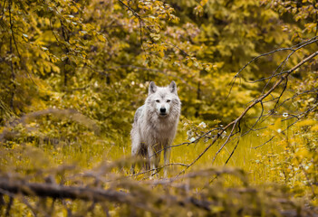 A lone grey wolf in the field - taken in Canada