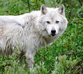 A lone grey wolf in the field - taken in Canada