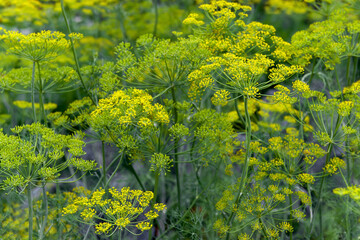 Fresh dill (Anethum graveolens) growing on the vegetable bed. Annual herb, family Apiaceae.  Growing fresh herbs. Green plants in the garden, ecological agriculture for producing  healthy food concept