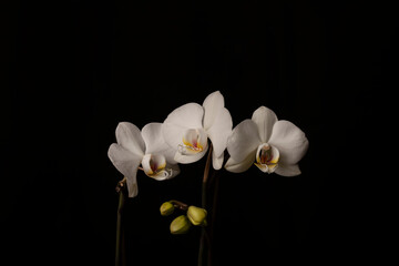 Fototapeta na wymiar white flowers on black