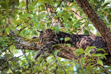 Portrait of a gray brown European tabby shorthair cat climbing in tree looking alert and curious. Cat sits in the tree and watches. 