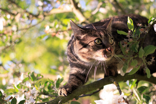Portrait of a gray brown european shorthair cat climbing in the tree and looking attentive and curious. Cat sits in the blossoming tree, outdoors. Apple blossom in spring. 