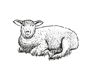 Hand drawn illustration of sheep. Sketch style farm animal