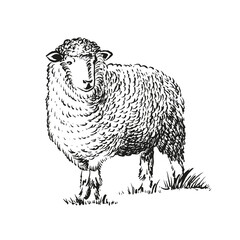 Hand drawn illustration of sheep. Sketch style farm animal