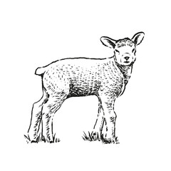 Hand drawn illustration of lamb. Sketch style farm animal. Sheep 